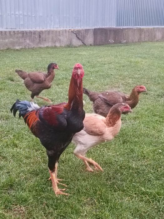 Vând cocos combatant Malaiezian