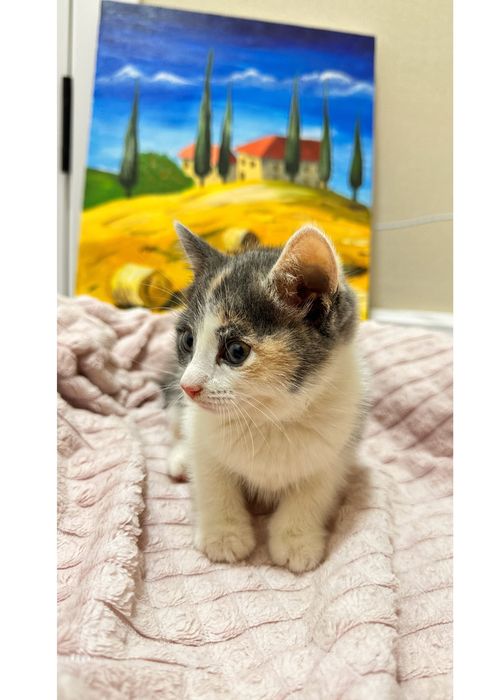 Отдам котенка в добрые руки
