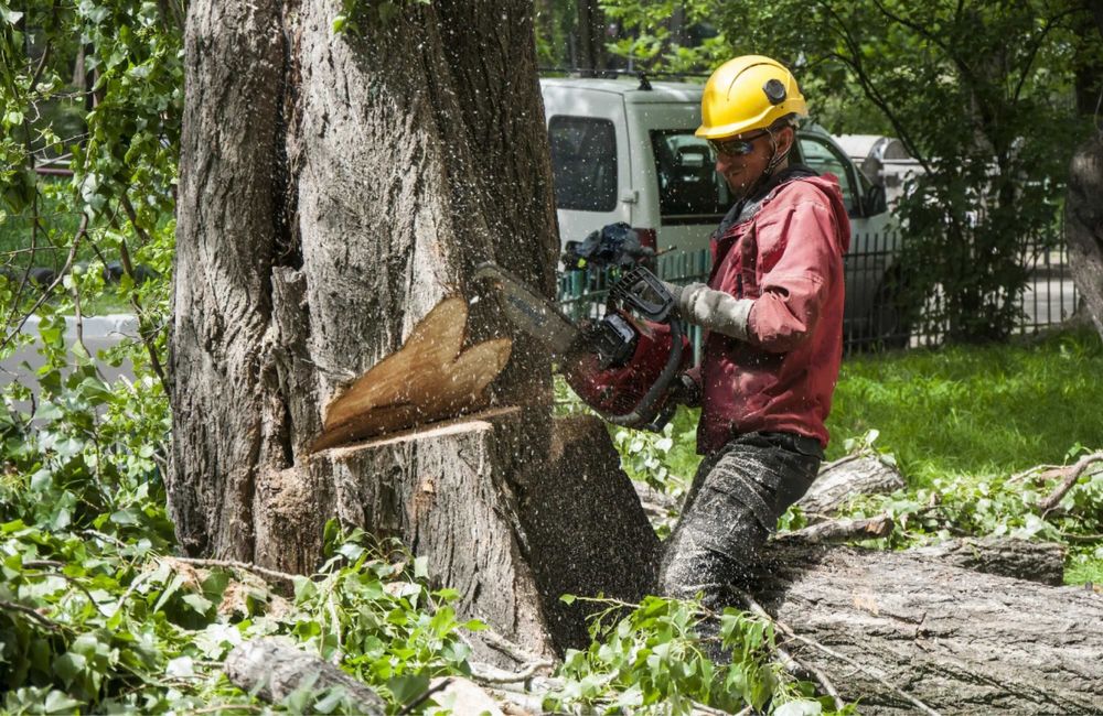 Спил, обрезка деревьев. Агаш кесу