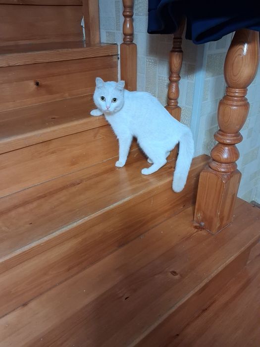 Шотландский вислоухий мальчик