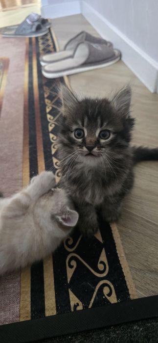Продам красивых котят!