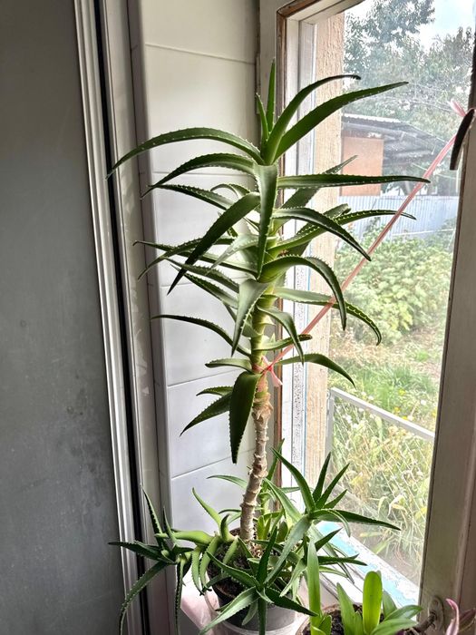 Алое Вера возраст 12 лет