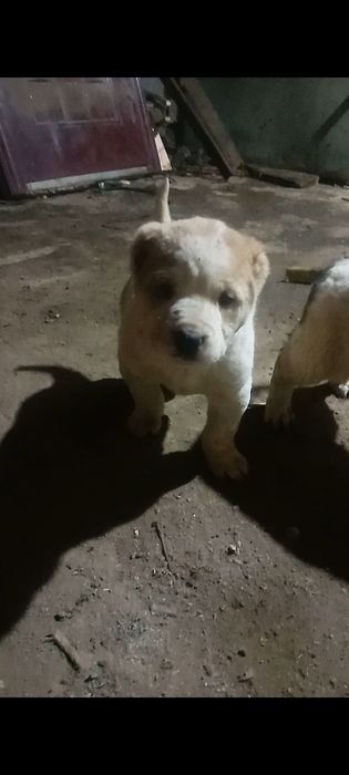 Продам щенков алабая