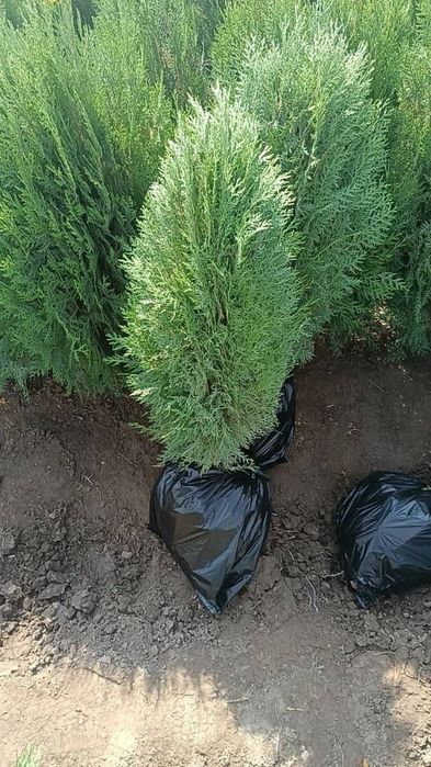 Көшеттер, газон,