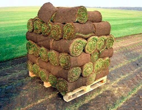 Газон рулонли сифатли