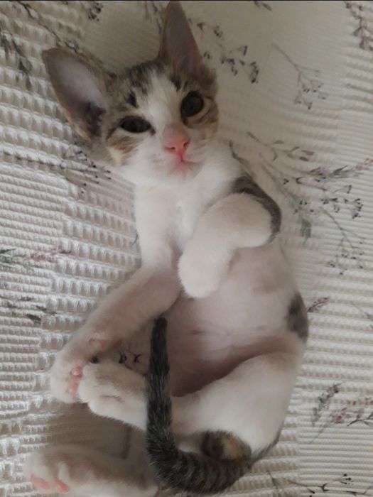 Котята в добрые руки.