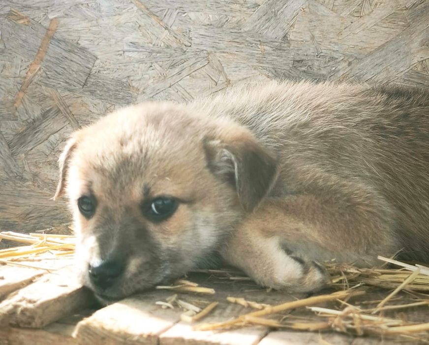 Щеночки в хорошие руки.