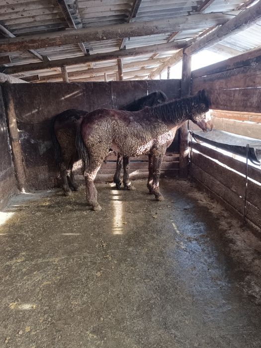 Байтал сатылады семиз!