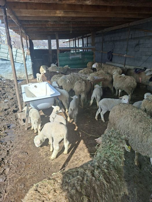 Овцы с ягнятами. Қозды қойлар.