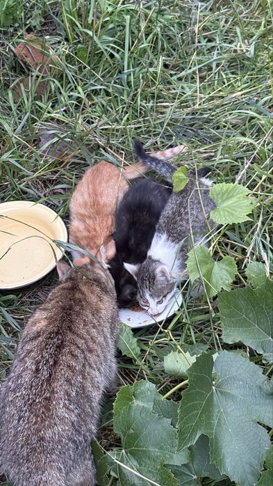 Котята ищут семью