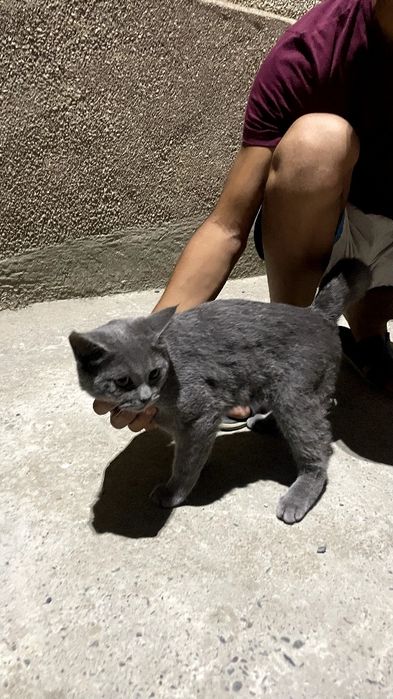 Скотиш страйт4 месяц