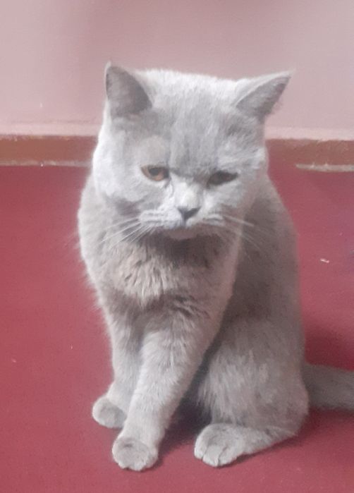 Мушик сотилада мушик сотилади