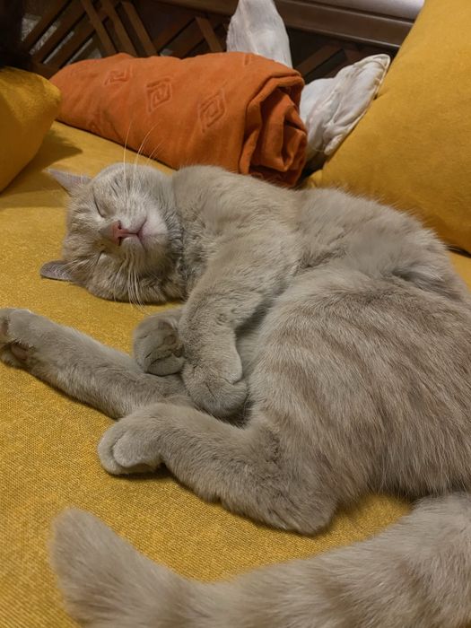 Отдам милого котика