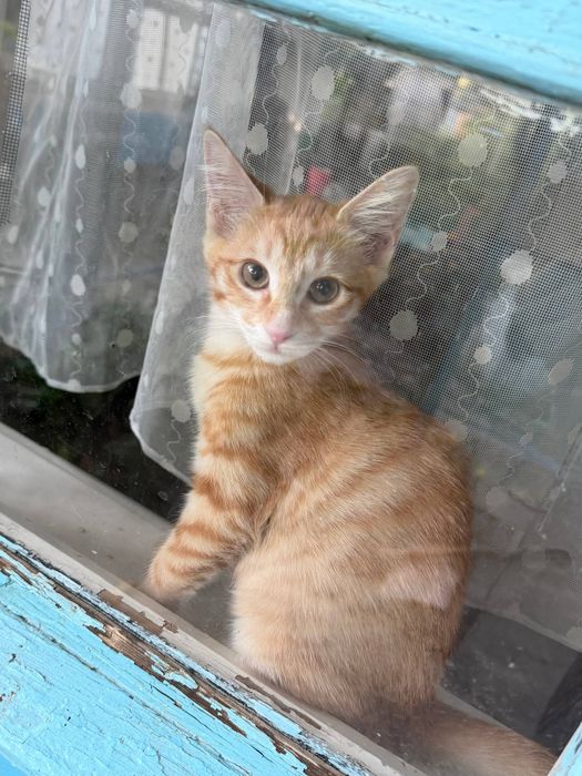 Отдам котенка  в хорошие руки
