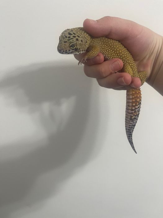 Эублефар леопардовый