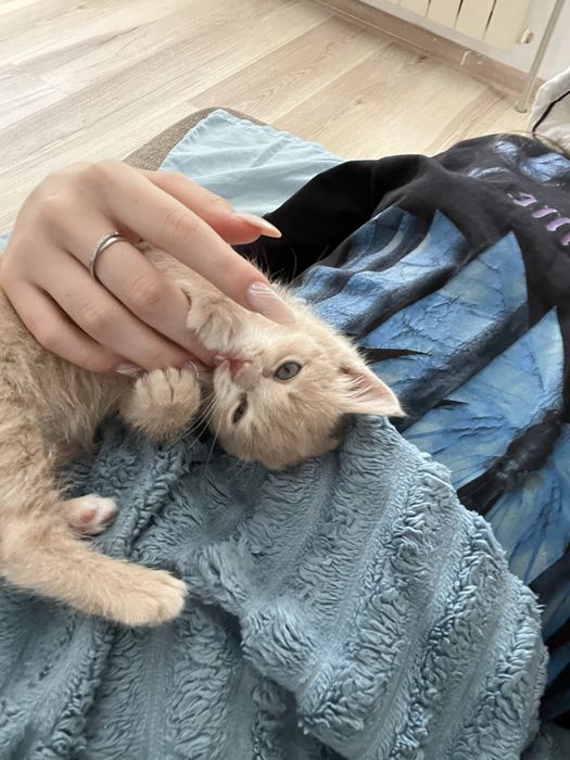 Котенок в хорошие руки