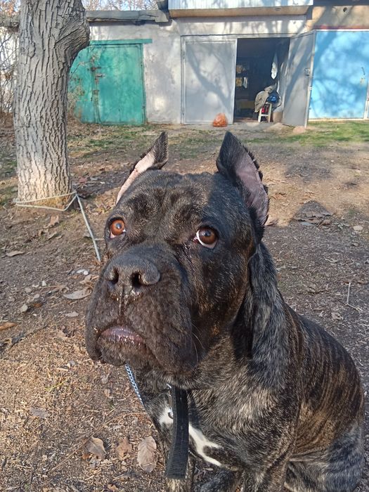 Вязка Кане Корсо