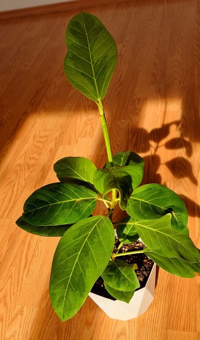 Фикус Альтиссима (Ficus Altissima)