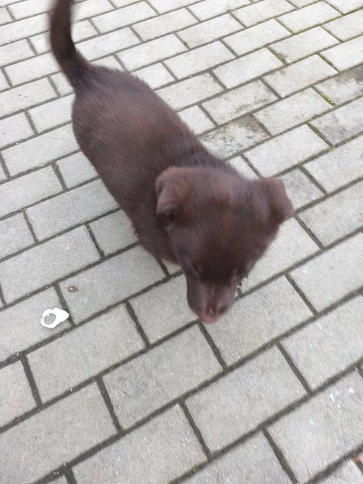 Donez un câine de talie medie.