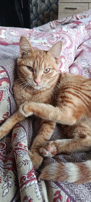 Отдам/продам котика в свой дом