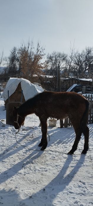 Еркек жабағы сатылады