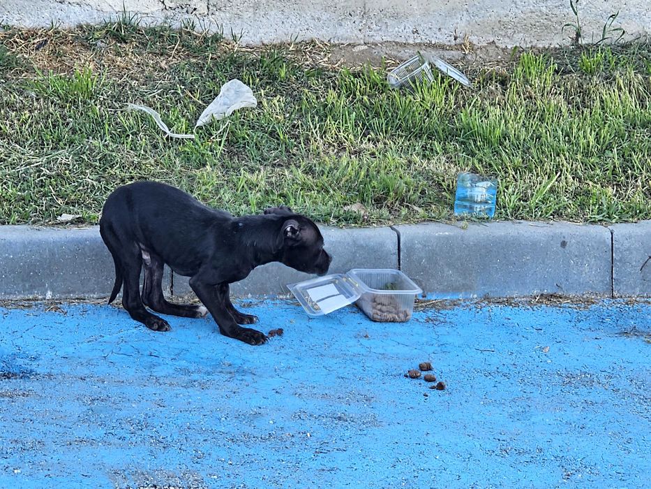 Кученце търси дом