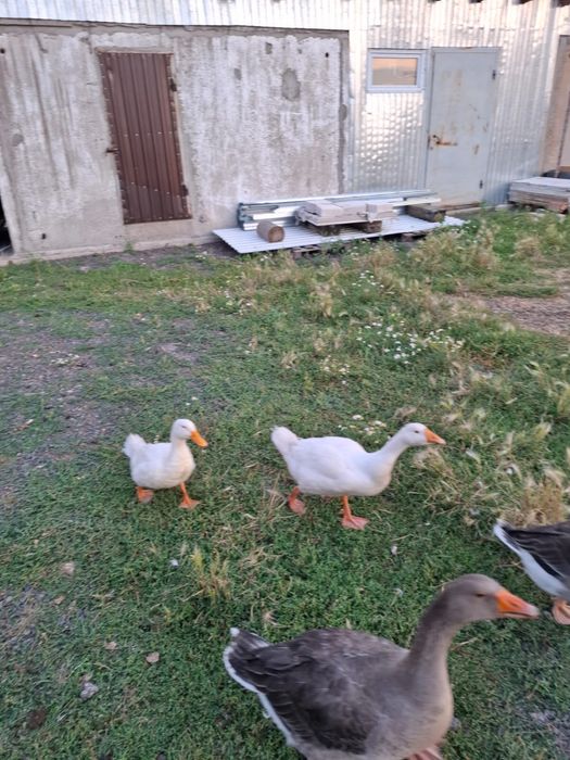 Гуси на продажу.