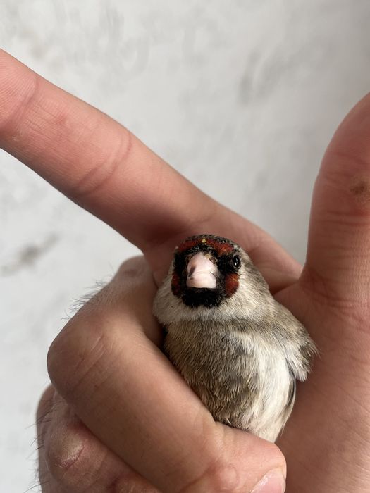 Щегол пепель 2 шт