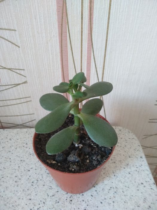 Цветок толстянка (денежное дерево)