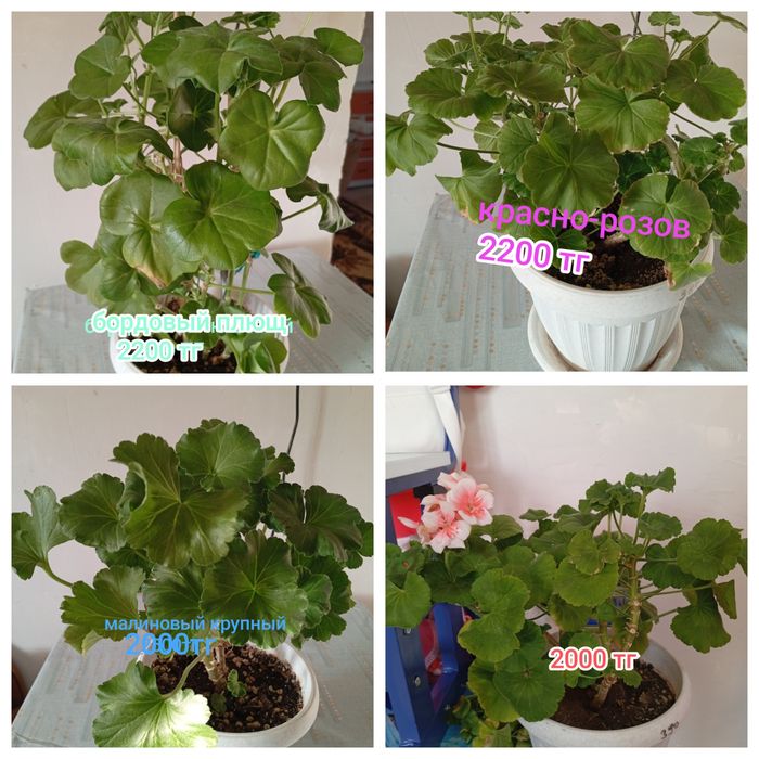 Продам цветы от 1000 тг и выше