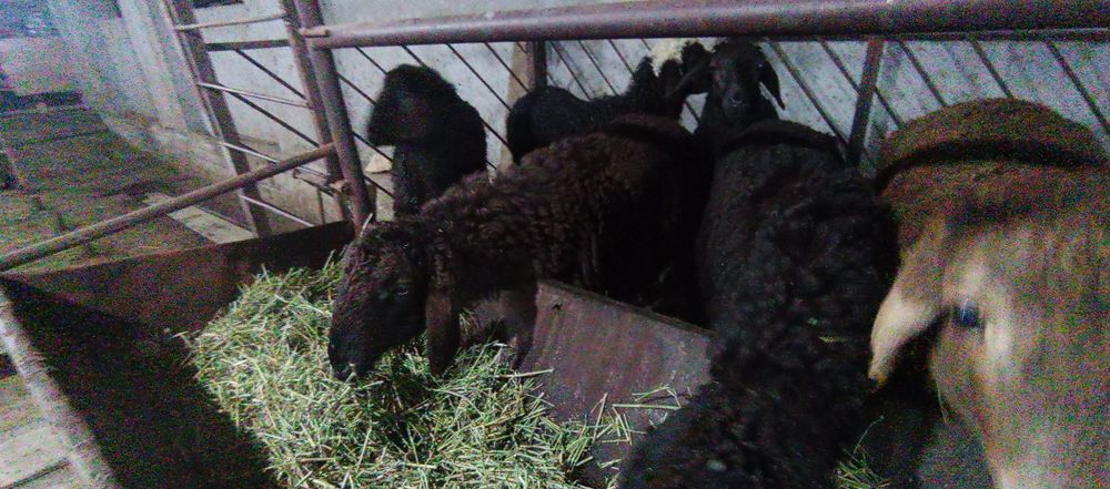 Тоқты қошқар бар