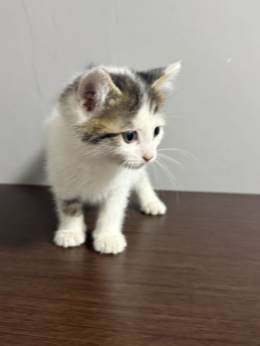 Отдам котенка бесплатно мальчик