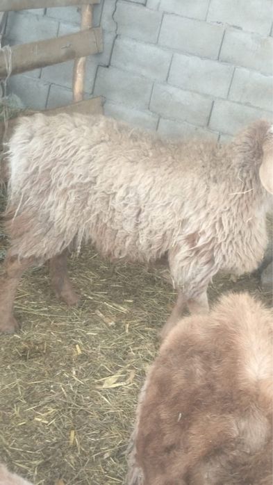 Саулық ,тоқты қойлар