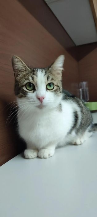 Кошка в добрые руки