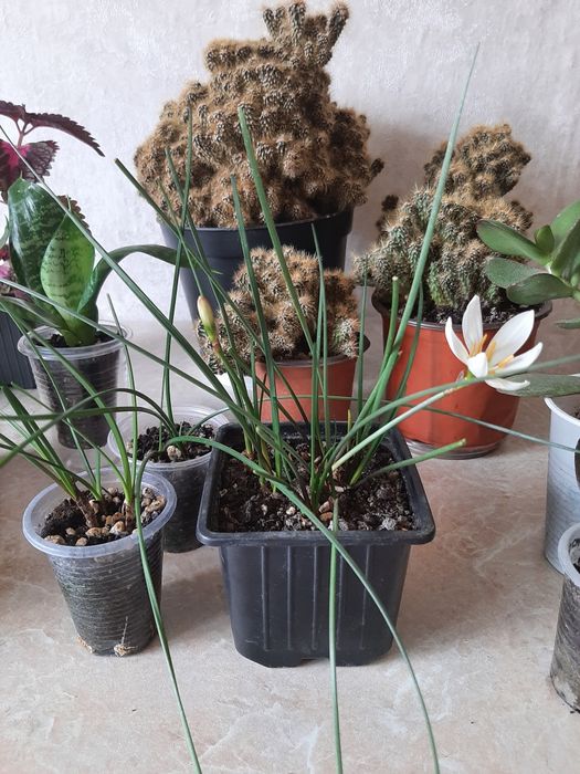 Комнатные цветочки