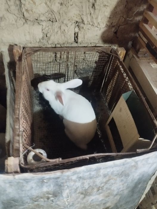 Quyonlar va qafaslari sotiladi