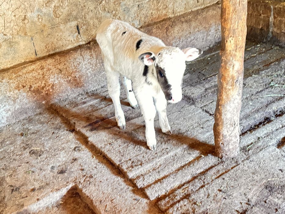 Сиыр бузауен кунажын екыншы тума