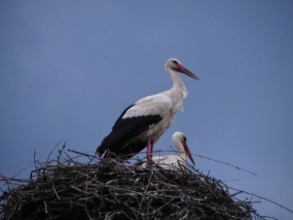 Canon PowerShot SX 220 HS