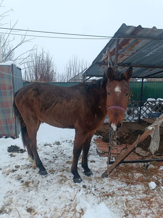 Донен жылкы сатылат