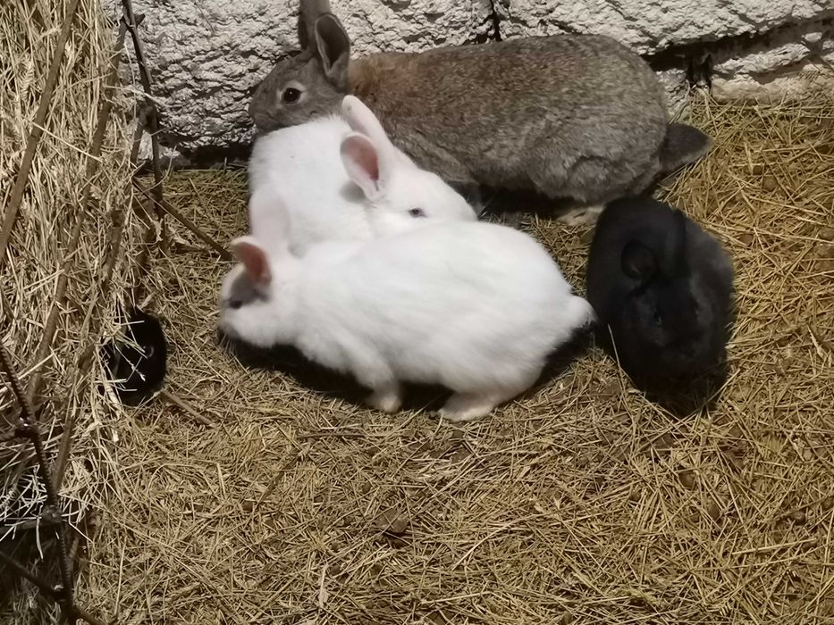 Продаю кроликов..