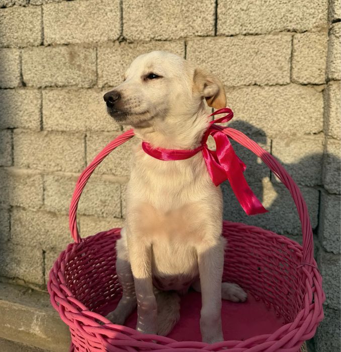 Отдаю щенков в добрые руки