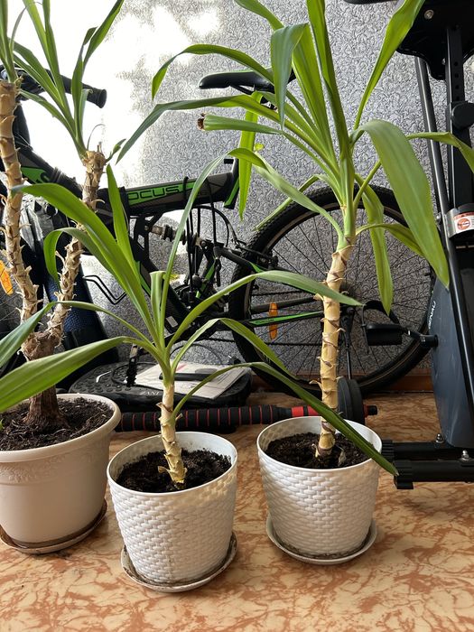 Продам цветы в гошках