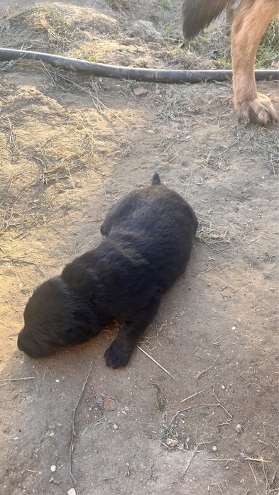 Немецкой овчарка