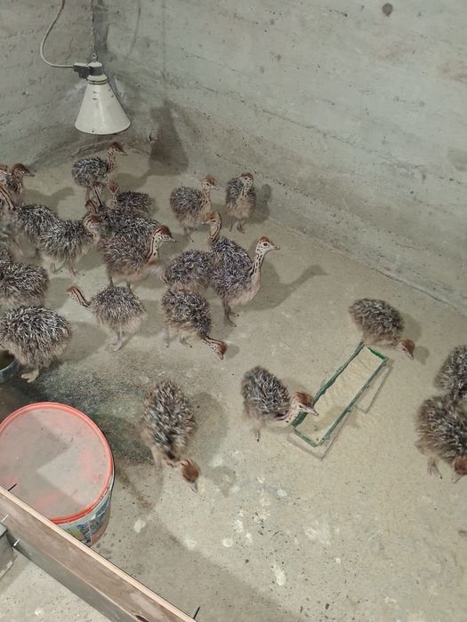 Pui de struți  mari si mici