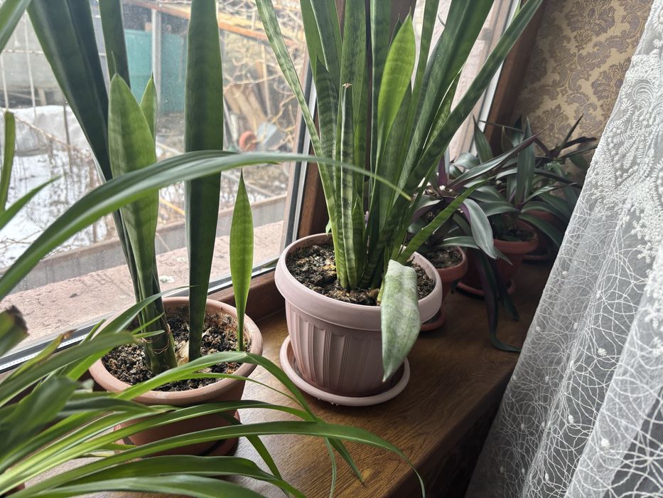 Цветы комнатные