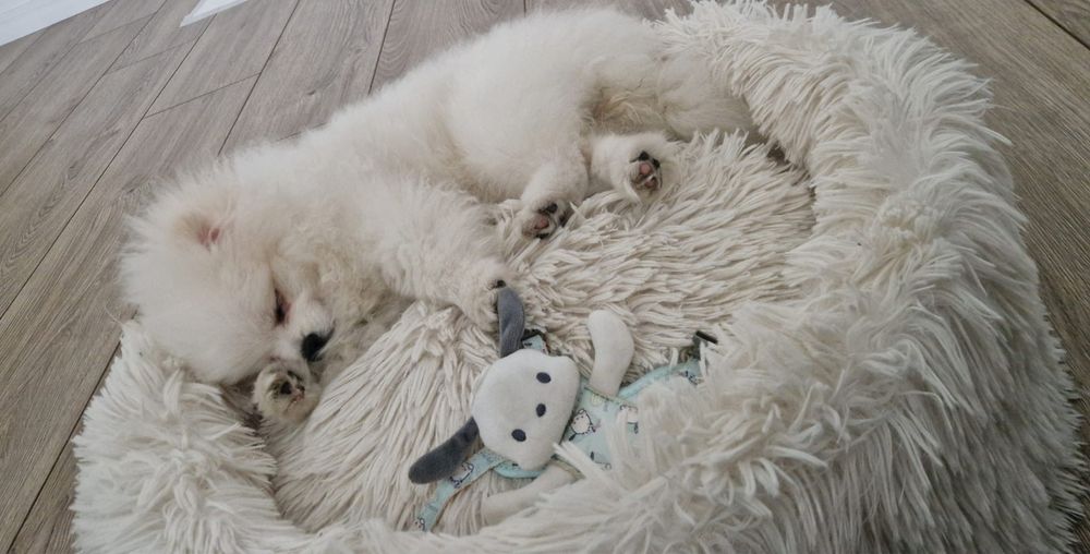 Pomeranian cu certificat de origine  pedigree