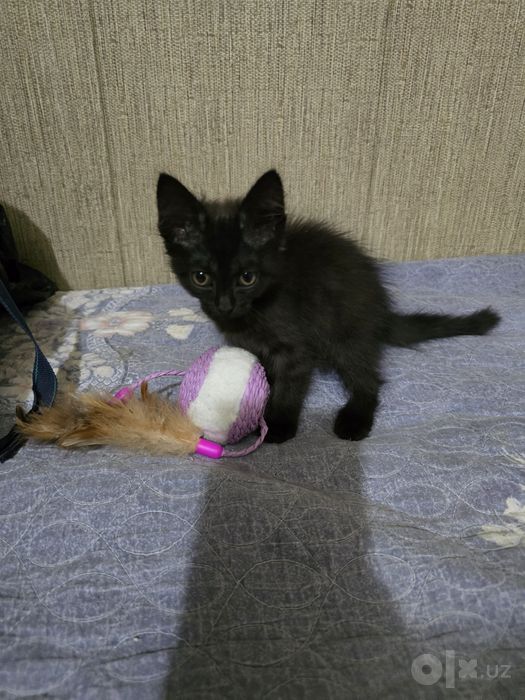 Отдам котенка в хорошие руки