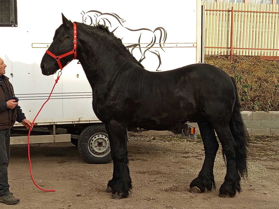 Cai frizieni diferite varsta de vanzare