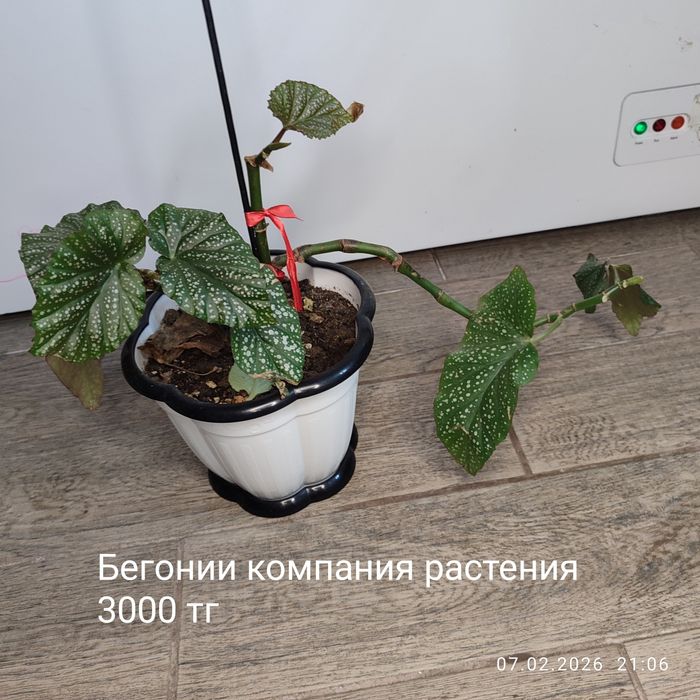 Продам комнатные растения