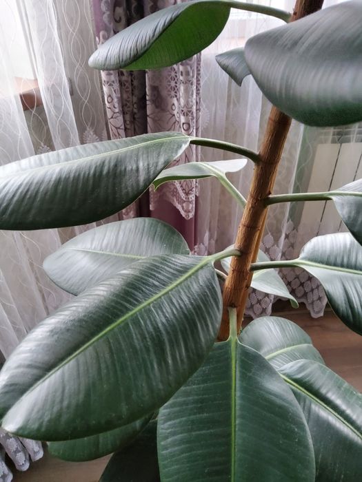 Фикус Роберта (Комнатное растение) 2м